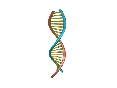 DNA Molecule v1 006 Low-poly 3D model