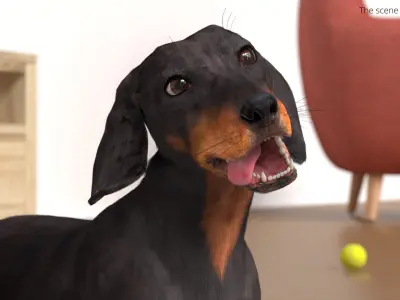  Standard Dachshund Breed Dog Alert Black Fur for Maya Rigged 