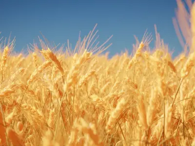 Wheat Field 3D model