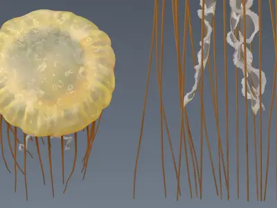  Chrysaora Fuscescens Jellyfish Rigged For Maya 