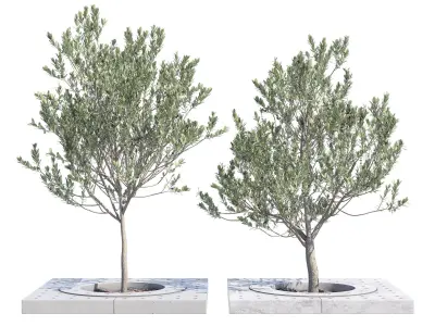 Surrounds two trees in concrete planter 3D model
