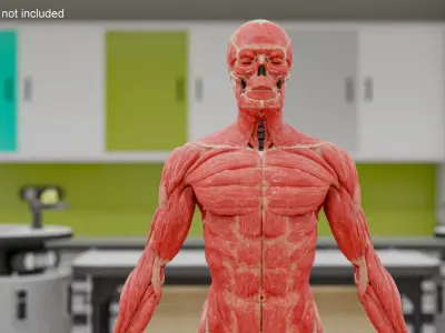  Male Anatomy Full Body Set 