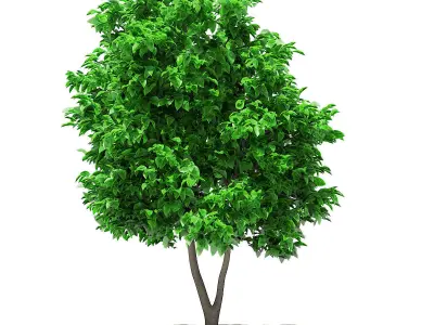 Grapefruit Tree 3D model