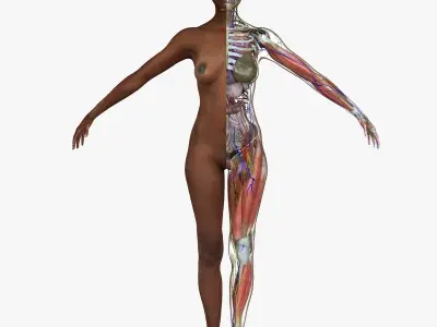 Ultimate Complete African American Anatomy 3D model