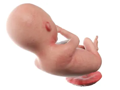  Fetus Anatomy Week 20 Animated 