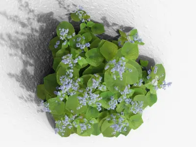 Brunnera macrophylla 3D model