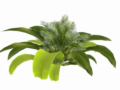 Banana Plant Low-poly 3D model