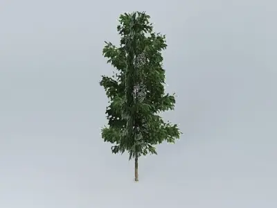 Silky Oak (Grevillea robusta 1 Free 3D model