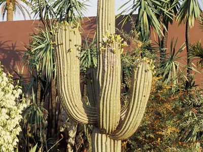  Tropical desert plant collection 