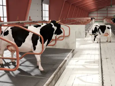  Cow Farm and Cows Fur 