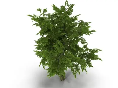 Tree LOW POLY juniper Low-poly 3D model