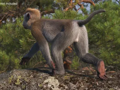  Standing Rhesus Macaque Monkey Gray Fur Rigged 