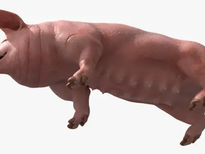  Pig Sow Landrace Animated Rigged for Blender 