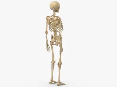  Real Human Male Skeleton Bones Anatomy 01 
