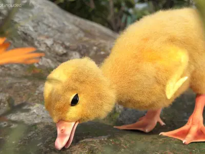  Duck Ducklings Eating Animated Fur Rigged For Blender 