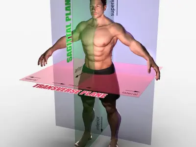 Planes of Body Male 3D model