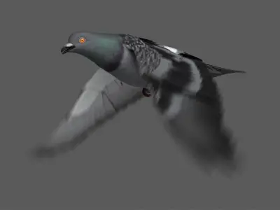  Dark Rock Pigeon (Animated) 