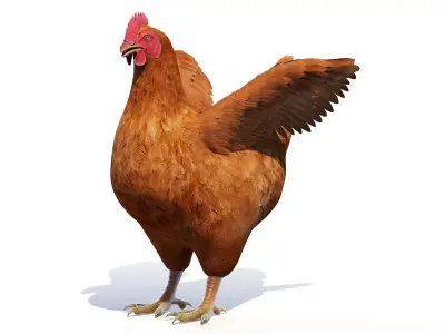  Full Chicken Anatomy Static 