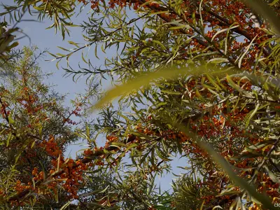  Tropical desert plant collection 