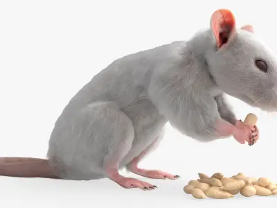  White Rat Fur Rigged For Blender Animated Set 