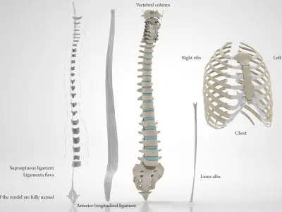 Human Trunk with Ligaments 3D model