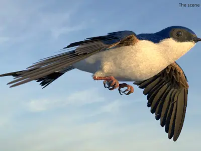  Flying House Martin Bird Animated Rigged 