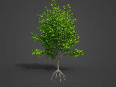 2021 PBR Katsura Tree Collection - Cercidiphyllum Japonicum 3D model