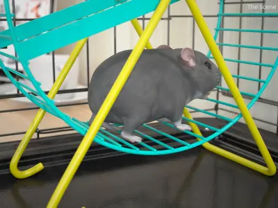  Dwarf Hamster Gray Rigged for Maya 