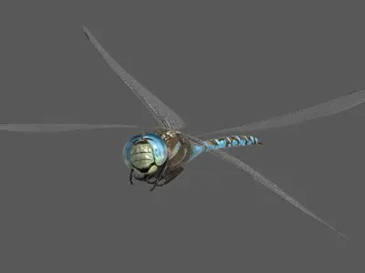  Dragonfly Paddle-tailed Darner 