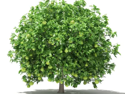 Pomelo Tree with Fruits 3D model