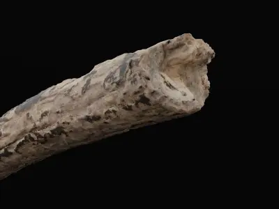 Tree Debris Branch Low-poly 3D model
