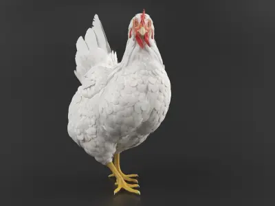  Chicken Animated Rigged for Maya Collection 