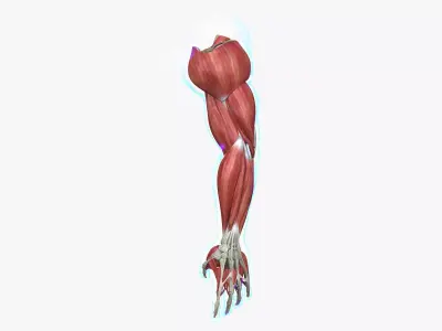 Arm Muscle Anatomy Medical Edition 3D model