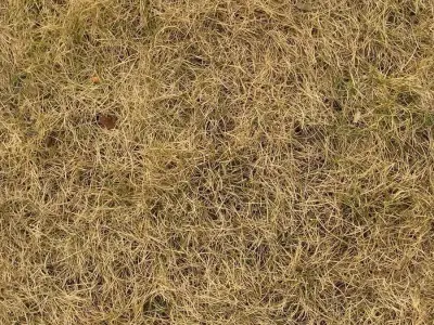 Photorealistic Dry Grass Field Seamless PBR Texture Texture