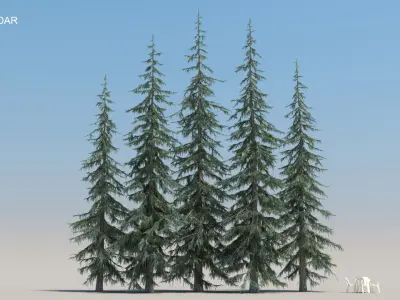  80 Pine Trees with snow 