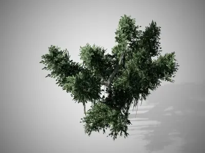 Chinese Banyan Tree Low-poly 3D model