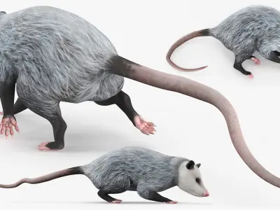  Opossum Walk and Dead Animated Rigged 