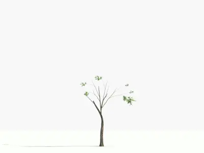  big tree grow Animation 