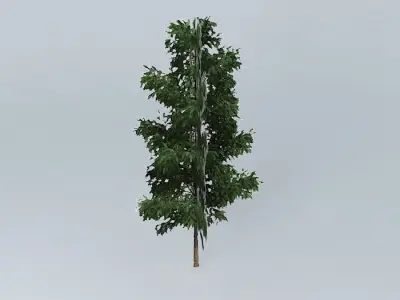 Silky Oak (Grevillea robusta 1 Free 3D model