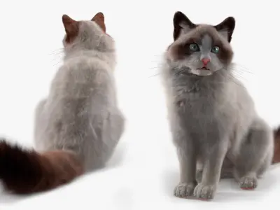  Ragdoll Cat Sitting Pose Fur for Maya 