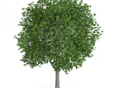 London Plane Tree Platanus acerifolia 3D model
