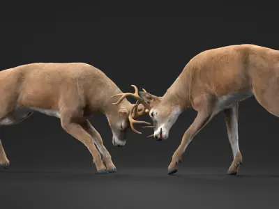  Whitetail Buck Fighting Fur 