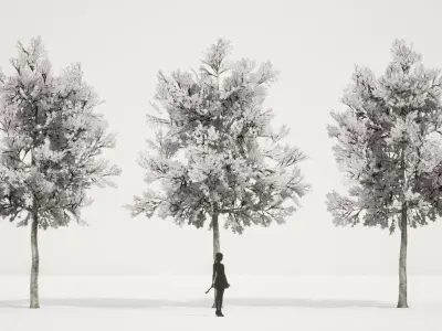 PREMIUM PLANT PACK - 10 realistic Korean Street Tree Pack 02 3D model