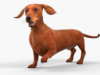  Smooth Dachshund Dog with Red Coat Rigged 