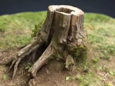 Tree Stump 4 3D model