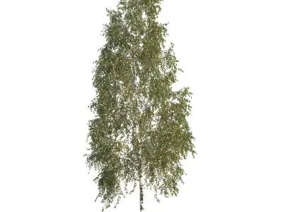 Betula pendula 201SU 3D model