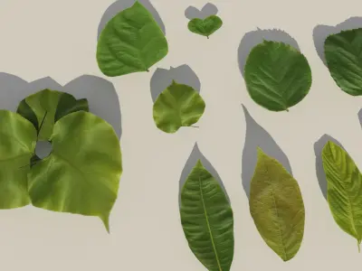Leaf realistic pack Vol 01  Low-poly 3D model