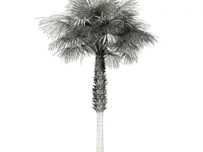 Sabal Palm Tree 3D Model 8m 3D model