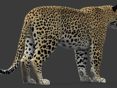  Leopard V2 Animated-Rigged-Fur 