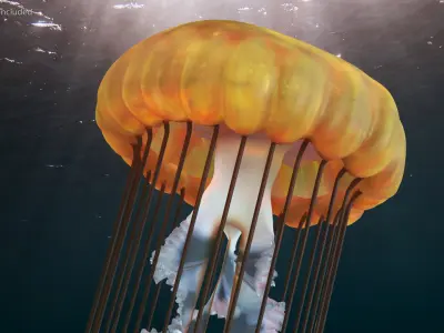  Chrysaora Fuscescens Jellyfish 